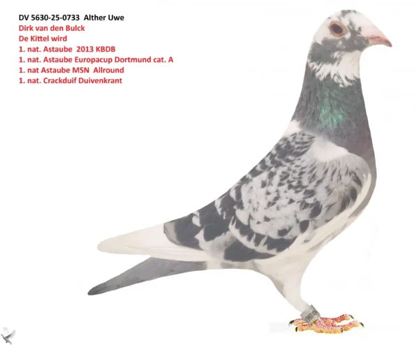 733 poza DV 5630-25-0733 Alther Uwe 100% Dirk van den Bulck Kittel: 1. Astaube Europacup Dortmund Cat. A 1. Astaube MSN Allround de Kittel ist Sohn von Goede Rode