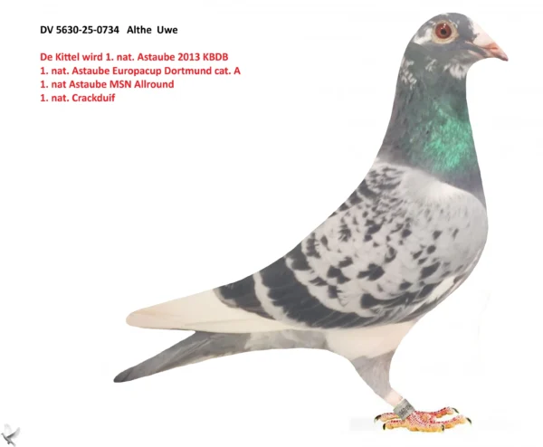 734 poza DV 5630-25-0734 Alther Uwe 100% Dirk van den Bulck De Kittel wird 1. nat. Astaube 2013 KBDB 1. nat. Astaube Europacup Dortmund cat. A 1. nat Astaube MSN Allround 1. nat. Crackduif Duivenkrant