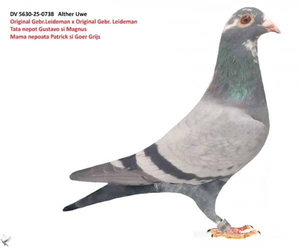 738 poza DV 5630-25-0738 Alther Uwe 100% Gebr. Leideman mama nepoata Goer Grijs Gebr. van den Brande, "Olympic Leo" Olym. Bird and 2. nat Ace Germany