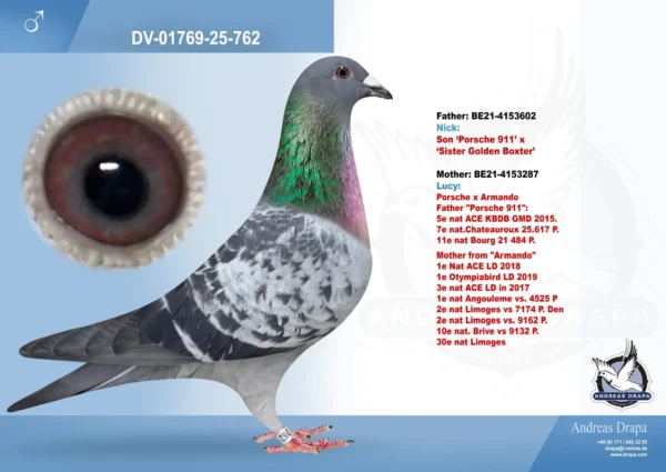 762 DV 1769-25-762 Mascul Andreas Drapa DUBLU nepot Porasche 911 Pipa Elite Center, mama este nepoata Armando Joel Verschoot