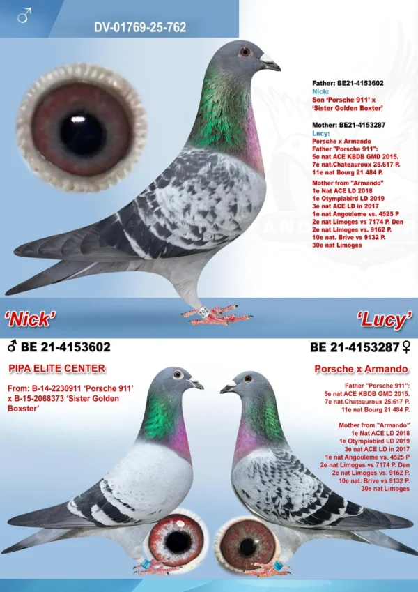 DV 1769-25-762 Mascul Andreas Drapa DUBLU nepot Porasche 911 Pipa Elite Center, mama este nepoata Armando Joel Verschoot