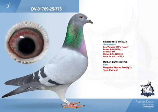 778 DV 1769-25-778 Mascul Andreas Drapa tata este Panamera fiu din Porsche 911 Pipa Elite Center, mama este semisora cu Porasche 911 fiica din Wacko Freddy