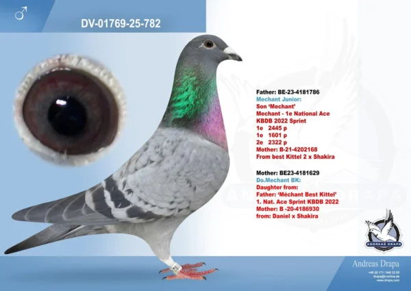 782 DV 1769-25-782 Mascul Andreas Drapa DUBLU nepot Mechant Best Kittel Pipa Breeding 1 nat Ace Speed KBDB 2022 7 x Locul 1
