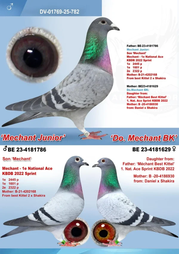 DV 1769-25-782 Mascul Andreas Drapa DUBLU nepot Mechant Best Kittel Pipa Breeding 1 nat Ace Speed KBDB 2022 7 x Locul 1