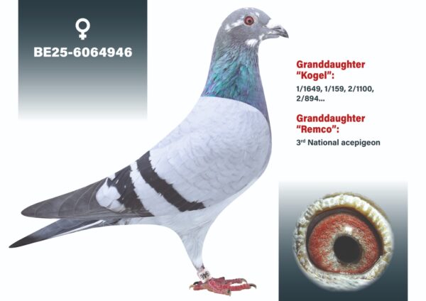 BE 2025/6064946 Femela Jef Lauwereys nepoata -REMCO Jos Cools  Quievrain:1/1245,2/892,3 /1068,4/1301,4/829,5/127 4,5/1409,1e asduif  Tienverbond,1e asduif  Grobb,2e prov asduif,3e  nationale asduif  snelheid KBDB