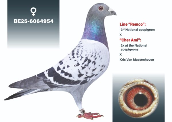 BE 2025/606495 Femela Jef Lauwereys  Kris Van Massenhoven nepoata din cei mai buni reproducatori ai lui porumbei de Van den Bulk