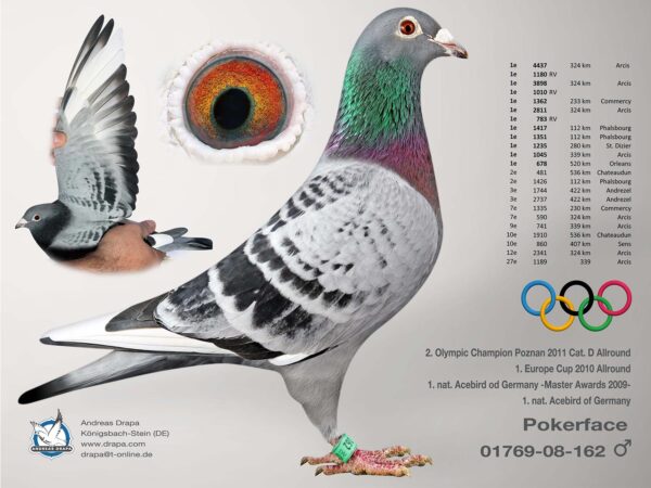 DV 1769-25-646 Femela Andreas Drapa Tatal este fiu din Maverick, mama este fiica din Pokerface si o foarte buna reproducatoare la randul ei!!!