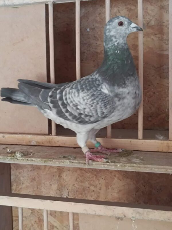 RO 652149 2025 Mascul Tamas Dorin Nepot din Olympic Cristiano Lemnaru Cristian,mama este super zburatoare loc 3 Viteza judet nepoata din Cucul 004 Stanescu&Dobre