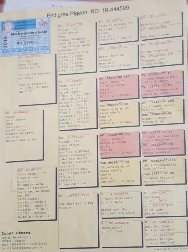 RO 652165 2025 Mascul Tamas Dorin Tatat este frate cu locul 4 national Viteza Pui 2022