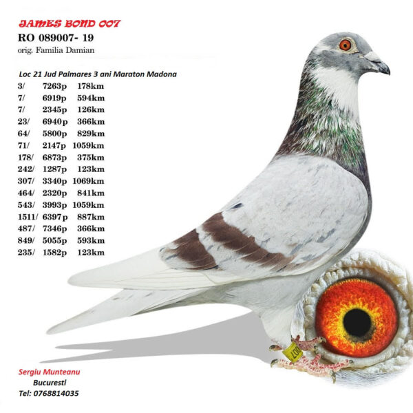 RO 652180 2025 Femela Tamas Dorin o superba femela de maraton Jos Thone/ Menne