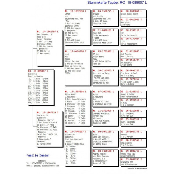 RO 652180 2025 Femela Tamas Dorin o superba femela de maraton Jos Thone/ Menne