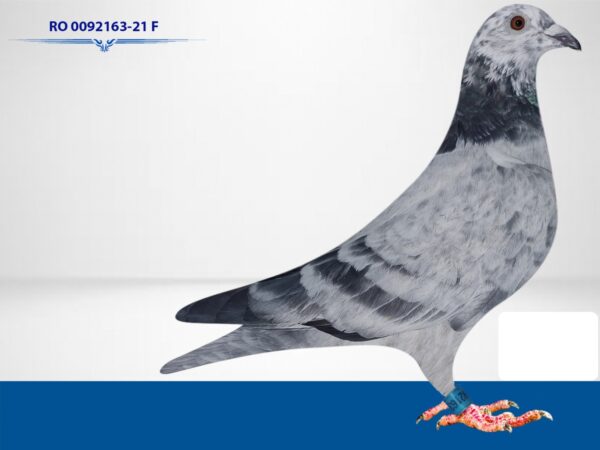 RO 652165 2025 Mascul Tamas Dorin Tatat este frate cu locul 4 national Viteza Pui 2022