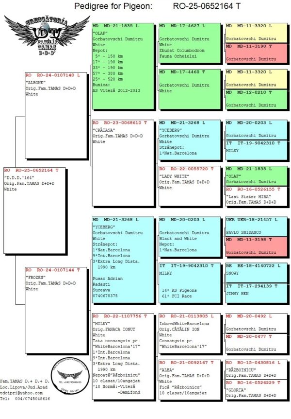 RO 652164 2025 Femela Tamas Dorin porumbel Alb din porumbei zburati  inclusiv la maraton