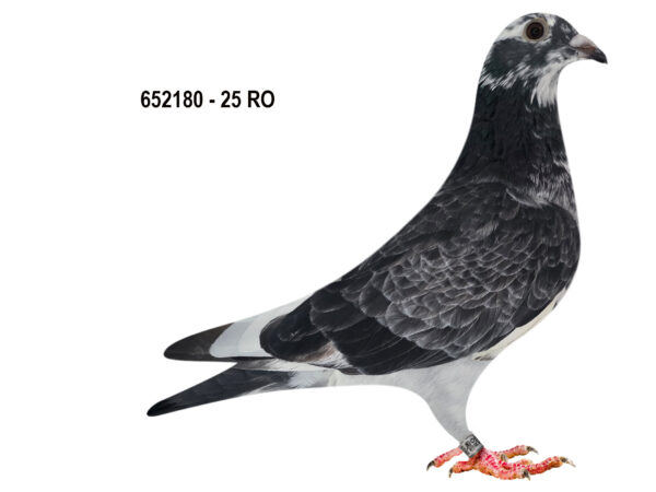 RO 652180 2025 Femela Tamas Dorin o superba femela de maraton Jos Thone/ Menne