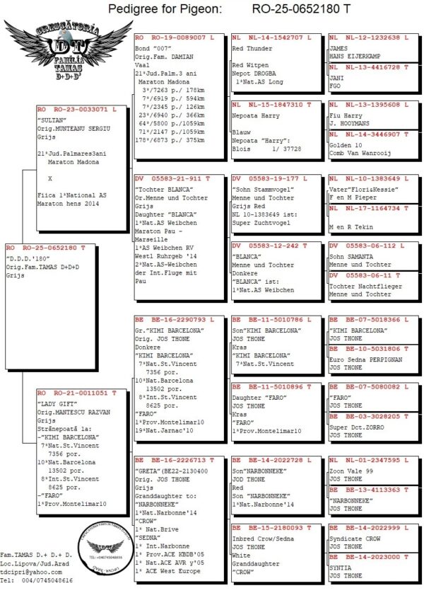 RO 652180 2025 Femela Tamas Dorin o superba femela de maraton Jos Thone/ Menne