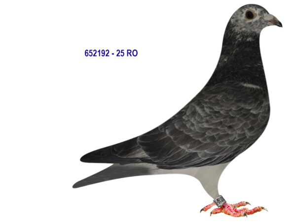 RO 652192 2025 Mascul Tamas Dorin consangvin pe ALAN tatal locului 1 Nat Demifond 2019