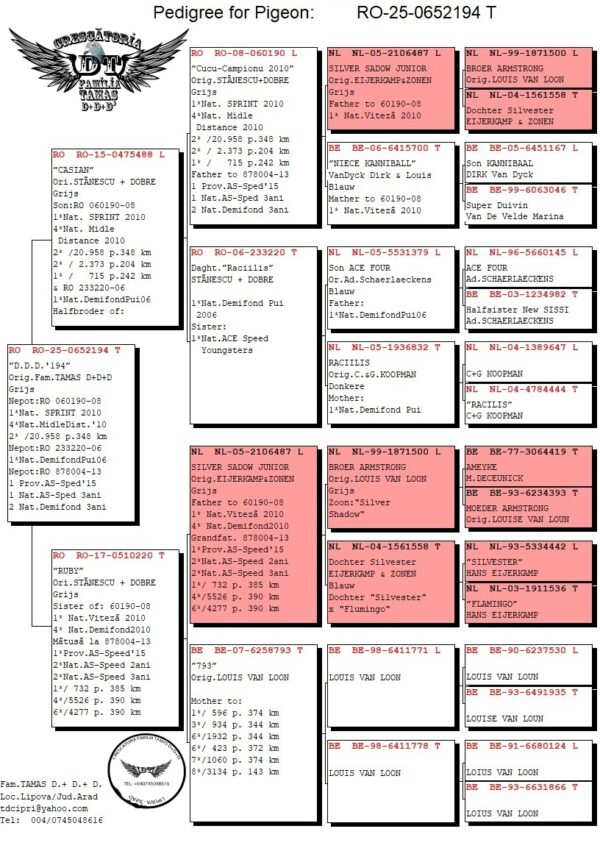 RO 652194 2025 Femela Tamas Dorin UNICAT nepoata din Silver Lame Junior, un mega reproducator in crescatoria Stanescu & Dobre