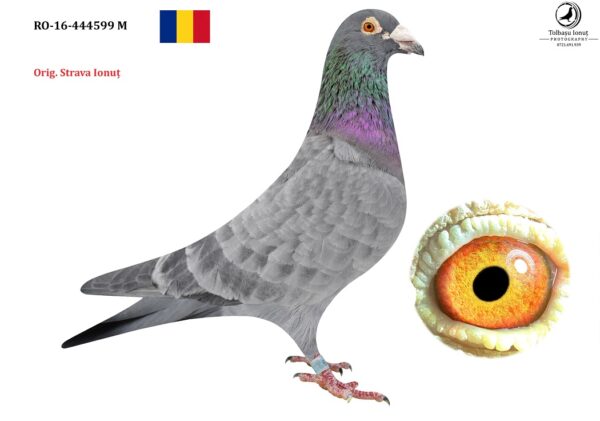 RO 652165 2025 Mascul Tamas Dorin Tatat este frate cu locul 4 national Viteza Pui 2022