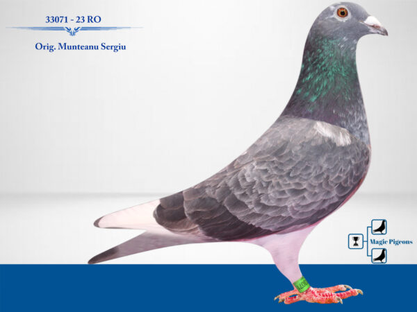 RO 652180 2025 Femela Tamas Dorin o superba femela de maraton Jos Thone/ Menne