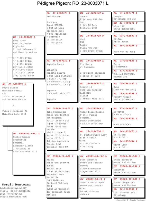 RO 652180 2025 Femela Tamas Dorin o superba femela de maraton Jos Thone/ Menne