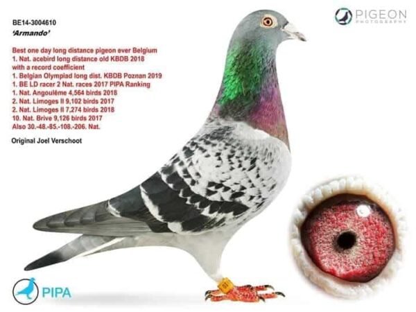 DV 1769-25-762 Mascul Andreas Drapa DUBLU nepot Porasche 911 Pipa Elite Center, mama este nepoata Armando Joel Verschoot