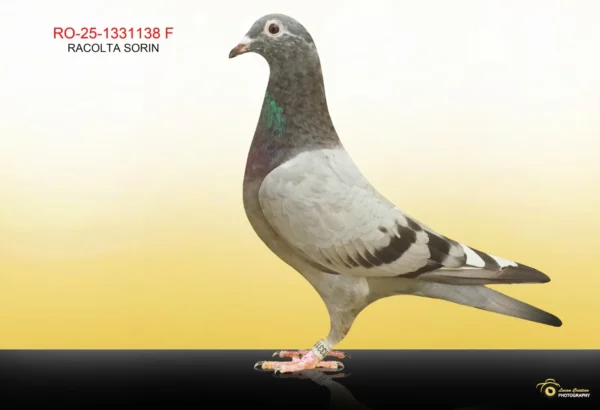 1138 RO 1331138 2025 Femela Racolta Sorin Npoata "638" sora buna cu locul 6 Finala Cajvana OLR