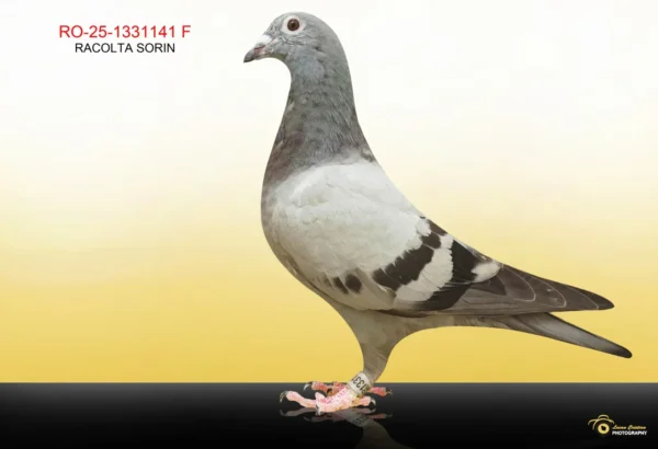 1141 RO 1331141 2025 Femela Racolta Sorin Tatat super reproducator nepot din Koendersul si "638"