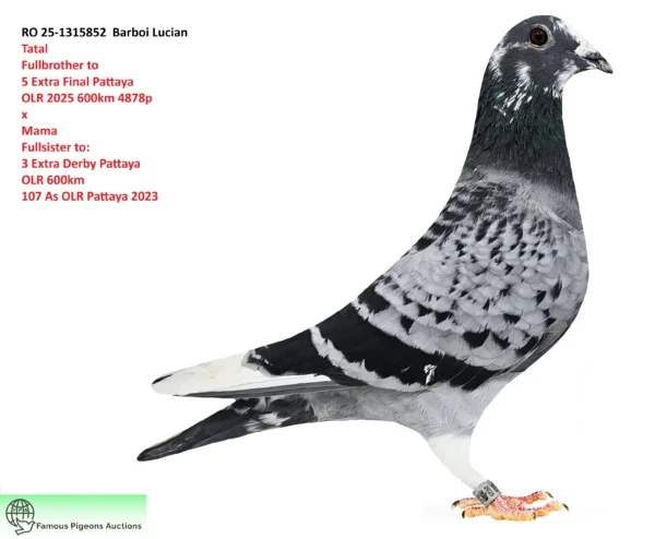 RO 25-1315852 Mascul Barboi Lucian Fullbrother to 5 Extra Final Pattaya  OLR 2025 600km 4878p   x Fullsister to: 3 Extra Derby Pattaya  OLR 600km 107 As OLR Pattaya 2023