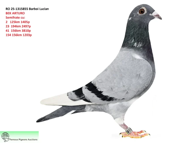 RO 25-1315855 Mascul Barboi Lucian Semifrate cu: 2   125km 1405p 23  194km 2497p 41  156km 3810p 154 156km 1203p