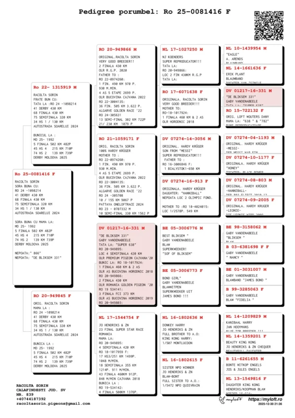 RO 81416 2025 Femela Racolta Sorin sora buna cu mama locului 5 Final Derby Moldova,  nepoata 866 si nepoata Bliksem 331 super reproducatori in mai multe generatii!!