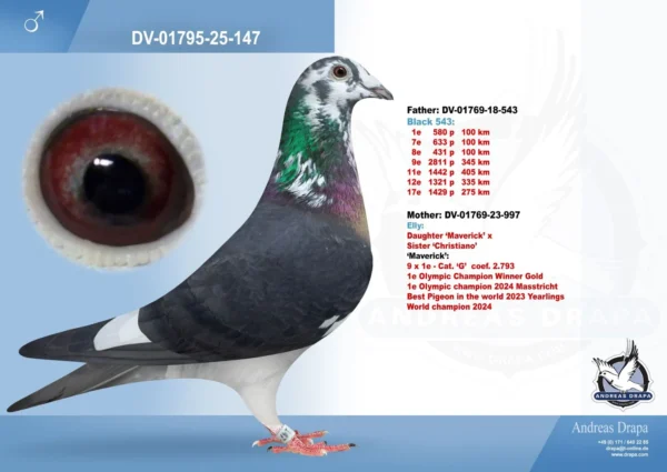 DV 1795-25-147 Mascul Andreas Drapa Nepot Maverick Consangvinpe Best Kittel Pipa Breeding, tatal este un super zburator Black 543