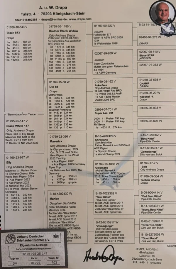 DV 1795-25-147 Mascul Andreas Drapa Nepot Maverick Consangvinpe Best Kittel Pipa Breeding, tatal este un super zburator Black 543