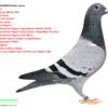 NL 25-1516944 Femela Barboi Lucian Fiica din: Loc 1 finala 430 km RGP Loc 3 AS finala Loc 27 s-fin 350 km Tatal este nepot  National Pogacar 1st National Ace Pigeon Long Distance WHZB-TBOTB 1st National Ace Pigeon long distance competition The Best 1st National Ace Pigeon Fund Mirror 3rd Olympic Pigeon Category Long Distance  1 NPO Issoudun 753km  2695 pigeons 3 NPO Lorris 643km 2021p 16 NPO Lorris 643km 3037 33 NPO Sens 592km 5706