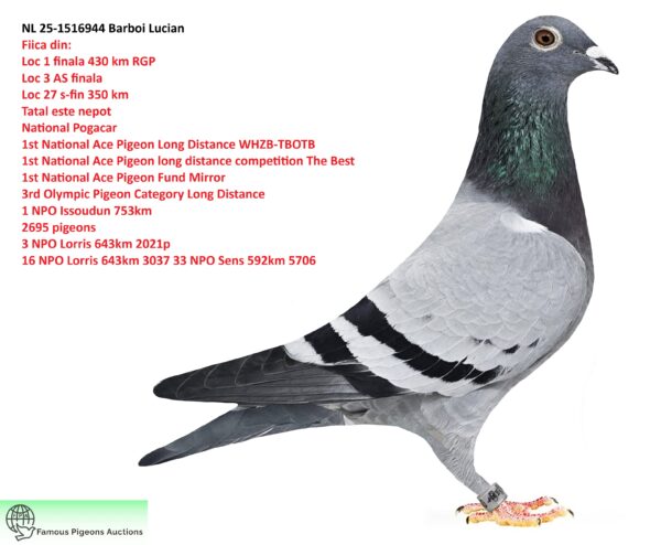 NL 25-1516944 Femela Barboi Lucian Fiica din: Loc 1 finala 430 km RGP Loc 3 AS finala Loc 27 s-fin 350 km Tatal este nepot  National Pogacar 1st National Ace Pigeon Long Distance WHZB-TBOTB 1st National Ace Pigeon long distance competition The Best 1st National Ace Pigeon Fund Mirror 3rd Olympic Pigeon Category Long Distance  1 NPO Issoudun 753km  2695 pigeons 3 NPO Lorris 643km 2021p 16 NPO Lorris 643km 3037 33 NPO Sens 592km 5706