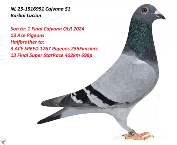 NL 25-1516951 Mascul Barboi Lucian  1 Final Cajvana OLR 2024 13 Ace Pigeons  Halfbrother to: 3 ACE SPEED 1767 Pigeons 255Fanciers 13 Final Super Star Race 402km 698p