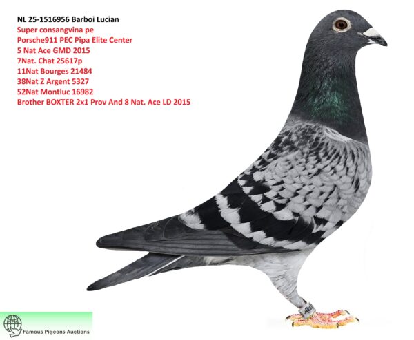 NL 25-1516956 PORSCHE Lady Barboi Lucian Super consangvina pe  Porsche911 PEC