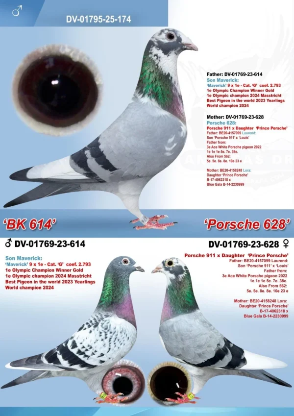 DV 1795-25-174 Mascul Klaus Rachner Nepot Maverick Andreas Drapa, mama este consangvina Porsche 911 si Prince Porsche