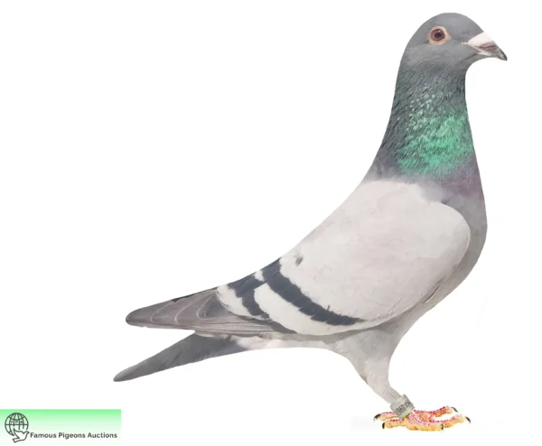 DV 9677-25-1779 Uwe Alther Gunter Prange consangvina "Ringlose 12"