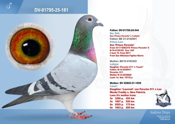 DV 1795-25-181 Mascul Andreas Drapa super consangvin de 4 ori pe Wacko Freddy, tatal lui Porsche 911 si Prince Porsche Pipa Elite Center