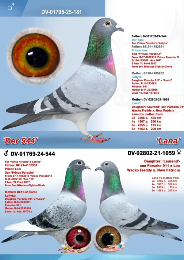 DV 1795-25-181 Mascul Andreas Drapa super consangvin de 4 ori pe Wacko Freddy, tatal lui Porsche 911 si Prince Porsche Pipa Elite Center