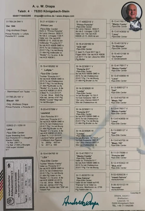 DV 1795-25-181 Mascul Andreas Drapa super consangvin de 4 ori pe Wacko Freddy, tatal lui Porsche 911 si Prince Porsche Pipa Elite Center