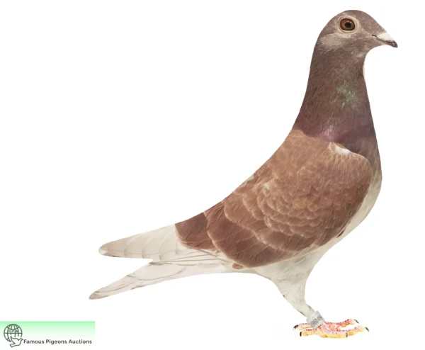 DV 9677-25-1813 Uwe Alther  Triplu stranepot 520 Gunter Prange 7xlocul 1