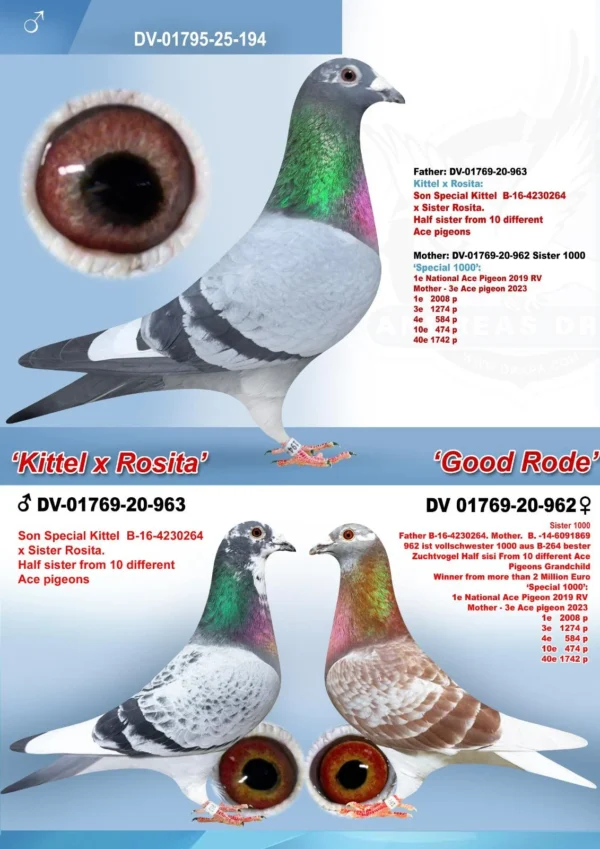 DV 1795-25-194 Mascul Klaus Rachner nepot Spezial Kittel si stranepot Kittel, mama nepoata Kittel Dirk van den bulk