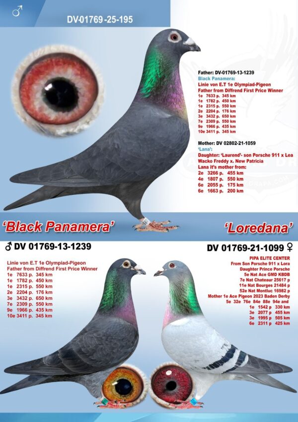 DV 1769-25-195 Mascul Andreas Drapa Fiu din Black Pamanera, mama este nepoata Porsche 911 si Prince Porsche Pipa Elite Center