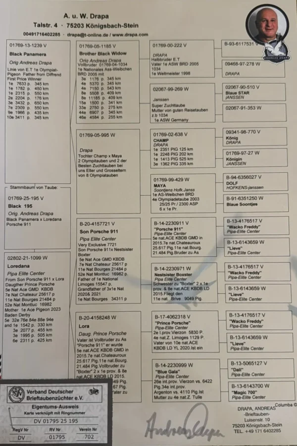 DV 1769-25-195 Mascul Andreas Drapa Fiu din Black Pamanera, mama este nepoata Porsche 911 si Prince Porsche Pipa Elite Center