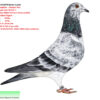 NL 25-1516970 Barboi Lucian Grandaughter  Olympic Rico  1 Olympic ACE YB CAT. F 1 Nat Ace KBDB YB Short Distance2020 1 WolrdBest Pigeon 1 Laon        2924p 1 Laon         274p Mother iS from line ARTURO X TILA Cross whit VITON X DAUGHTER  GOED GRIJS Gebr.Leideman