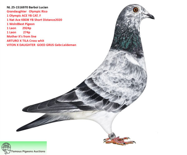 NL 25-1516970 Barboi Lucian Grandaughter  Olympic Rico  1 Olympic ACE YB CAT. F 1 Nat Ace KBDB YB Short Distance2020 1 WolrdBest Pigeon 1 Laon        2924p 1 Laon         274p Mother iS from line ARTURO X TILA Cross whit VITON X DAUGHTER  GOED GRIJS Gebr.Leideman