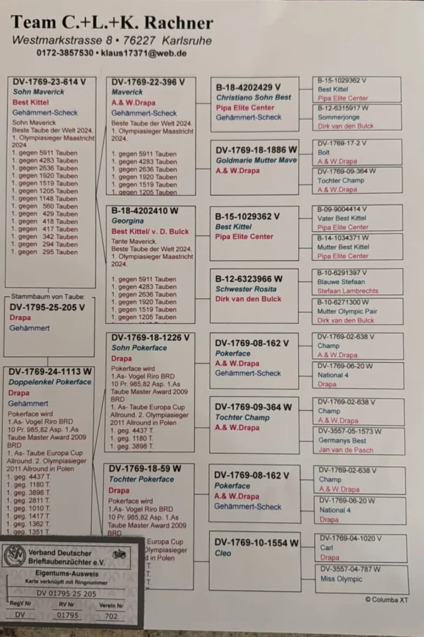 DV 1795-25-205 Mascul Klaus Rachner Tatal este fiu din Maverick consangvin pe Best Kittel, mama este Dubla nepoata Pokerface 100% Andreas Drapa