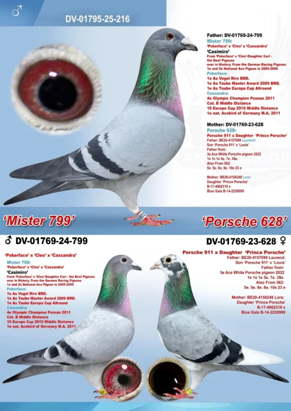 DV 1795-25-216 Mascul  Klaus Rachner, nepot Pokerface Andreas Drapa, mama este nepoata Porsche911 si Prince Porsche PEC