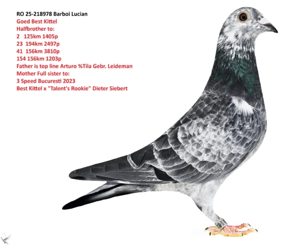 RO 25-218978 Mascul  Barboi Lucian Halfbrother to: 2   125km 1405p 23  194km 2497p 41  156km 3810p 154 156km 1203p